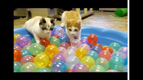 OMG So Cute ♥ Best Funny Cat Videos 2021 #148