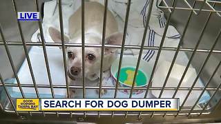 Nine dogs found stuffed in small dog crate, abandoned in alley in St. Pete