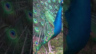 Peacock mentioned in Nahjul Balagha (Peak Eloquence) #imamali #peakofeloquence #islam #allah #ali