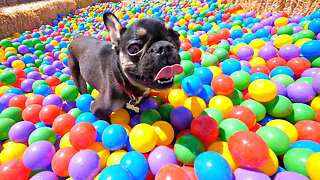 I made this adoptable French Bulldog a ball pit with 15,000 balls | Dogs Day Out