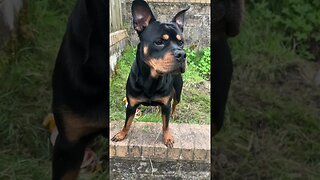 Cute dog goes for a walk 🐶🦮 #shorts #short #viral #trending #subscribe