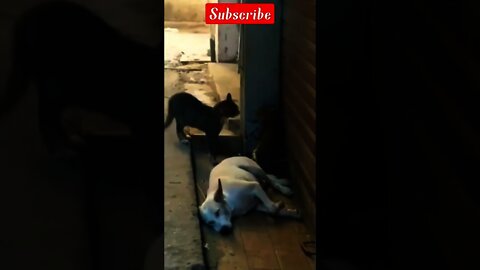 cat videos compilation|entertainment for cats|cute kittens|funny animals 2022|shorts,tik tok video,