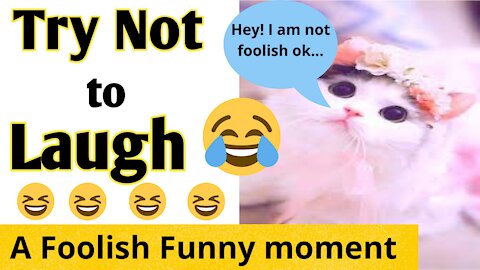 Try not to laugh on a foolish moment of a cute cat