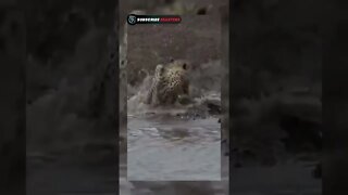 Crocodile attack Cheetah Strongest animal attack on Fastest animal On earth #shorts #crocodile