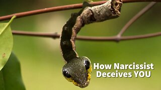 How Narcissist Deceives YOU (Aggressive Mimicry: Predator Faking Prey)