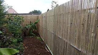 Conifers out, bamboo fence in