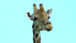 Giraffes killed by lightning strike at Lion Country Safari, park officials confirm