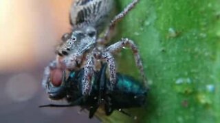 Spider lunches on fly in creepy close-up!