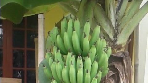 Cavendish banana tree in front of the house