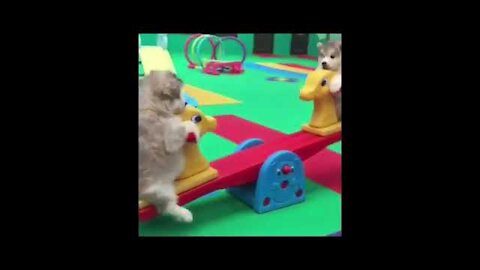 Baby Dogs - Cute and Funny Dog Videos Compilation