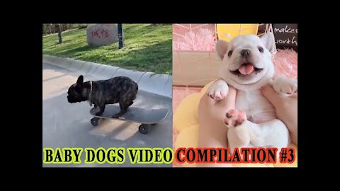 Baby Dogs Video - Cute Pets And Funny Animals 2020 Compilation #3