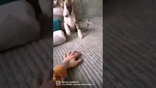 funny dog video, English Bull Terrier jumps, funny video, funny dog