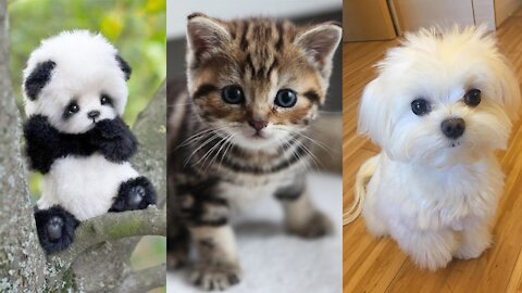 Top 10 cutest Animal you can own as pets❤️