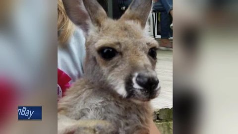 Domesticated kangaroo killed in hit and run crash in Shawano County