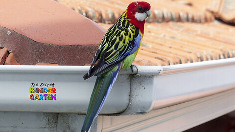 The Eastern Rosella