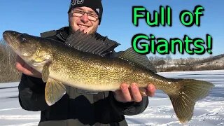 Huge Walleye Ice fishing (Farm Pond)