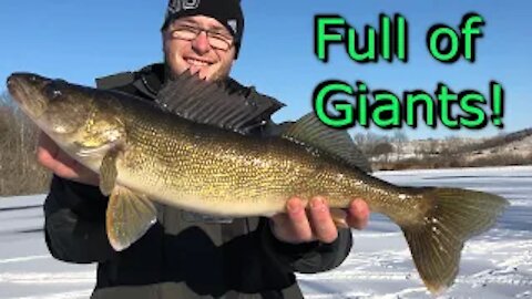Huge Walleye Ice fishing (Farm Pond)