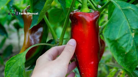 Farm | Harvesting Vegetables