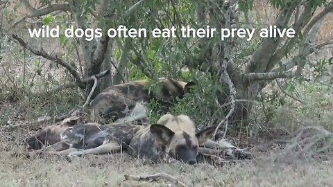 "Why Do Wild Dogs Eat Their Prey Alive? Uncovering the Fascinating Truth"