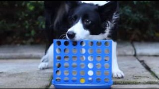 Hund spiller "fire på rad" som en mester