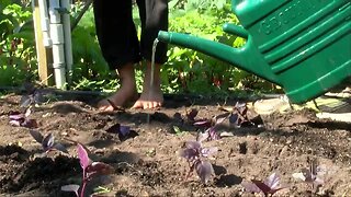 With grocery stores in high demand, some St. Pete residents are now picking food from local farm