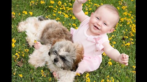funny baby playing with dogs at home .funny babys playing with pets videos compilation