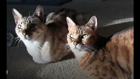 Meet My Two Bengal Cats Minibang and Princess
