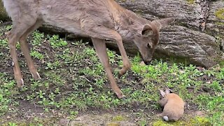 Fawn listens to human's advice to be gentle to bunny rabbit
