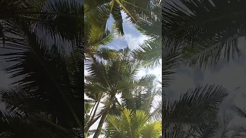 Suns out in Boracay #boracay #coconut #realestatephbroker