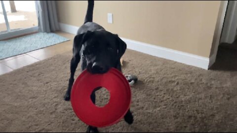 My Dog Rips Apart a KONG Frisbee