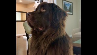 Newfoundland randomly bursts into epic howl