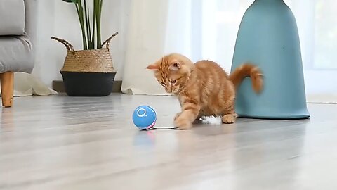 cute pets with Gadgets
