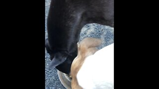 Pit bull lets disabled greyhound share his dinner