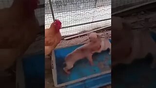 dog fight organized by chickens