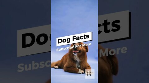 Dog Facts - You Don't Know 🐶🐩🐕🦴🐕‍🦺 #dogs #dogfacts #dog #doglovers #doglover #dog #shortsyoutube