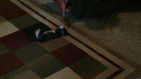 Funny Cat Plays Dead When Her Owner