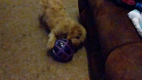 Lucy's New Treat Ball