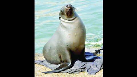 Video of a beautiful seal and the best sea