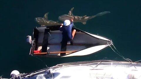 Shark Infested Art Gallery - Free Range Sailing Ep 12
