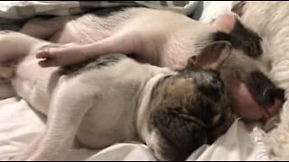 Un maialino e un bulldog dormono insieme