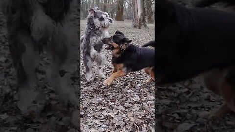 dog fight😝😝😝