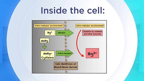 MERCURY 101 Toxicology of Mercury, Text & Graphics