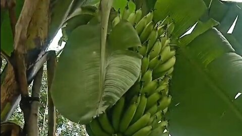 Ambon banana tree