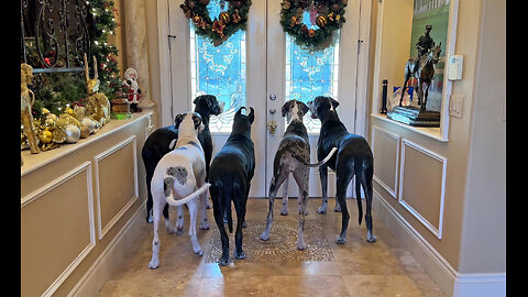 Funny Five Dane Security System Guards The Front Door