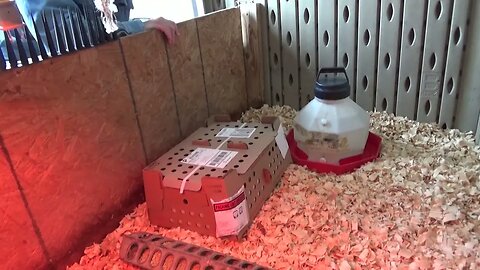 Preparing My Brooder Shed for the New Season