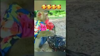 Funny Monkey and Hen #funnyvideo #shorts