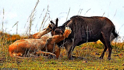 Ferocious Lion attacks Buffalo