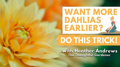 Want more Dahlias Earlier? DO THIS TRICK!