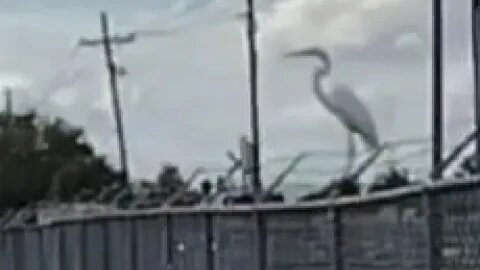 Look! It's a bird standing on a fence.