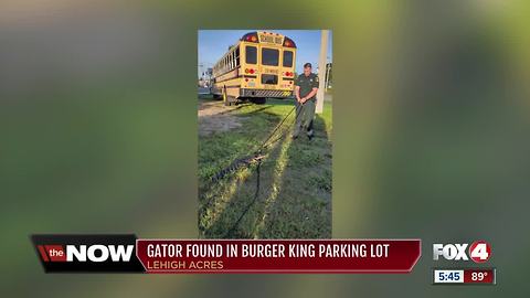 Gator caught outside Burger King parking lot